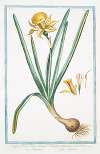 Narcissus, flavus, tubo oblongo , rotundo in margine, fimbriato – Trombone – Narcisse. (Yellow narcisse)