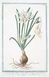 Narcissus, flore simplici, lacteo tubo maximo, staminibus sex – Narcisso marino odoroso – Narisse marin