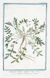 Nasturtium Silvestre, capsulis cristatis – Nasturzio Salvatico – Cresson. (Wild watercress)