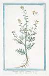 Nasturtium Sylvestre, valentinum – Vella Linn. H. Cliff. (Wild watercress)