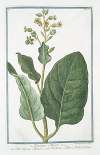Nicotiana Minor – Erba Regina Tabacco – Nicotiane, ou Tabac, ou Herbe à la Rhine. (Tobacco)