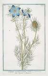 Nigella arvensis, cornuta – Nigella – Melanzio. (Wild fennel)