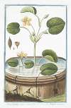 Nymphoides aquis innatans – Ninfea minore. Water lily)