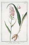 Orchis Palmata montana maculata – Palma Cristi – Le Satirion. (early purple orchis)