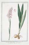 Orchis, flore simiam referems – Testicoli di Volpe – Le Satirion. (early purple orchis)