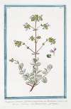 Origanum Creticum, latifolium, tomentosum, seu Dictamnus Creticus – Ditamo Cretico – Origan. (Spanish Hops)