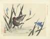 Japanese iris and common moorhen