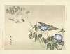 Japanese morning glory and Eurasian siskin