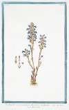 Orobanche ramosa, minor, floribus violaceis – Malérba. (Branched broomrape)