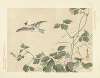 Kudzu and great tit