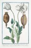 Papaver hortense, semine albo, Sativum Discoridis, album Plinii – Papavero domestico. Col. Seme bianco – Pavot. (Poppy)