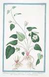 Parnassia palustris, et vulgaris – Gramen Parnassi albo simplici flore – Gramicia di Parnaso. (Northern grass of Parnassus)