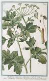 Pastinaca sylvestris altissima – Pastinaca salvatica maggiore – Panais ou Pastenade. (Wild parsnip)
