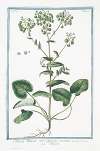 Peltaria Alliacea sive Clypeola perennis – Peltaria. (Garlic cress)