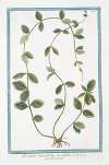 Pervinca angustifolia, variegata – Pervenche. (Periwinkle)