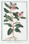 Pervinca vulgaris latifolia, flore roseo – Vinca-pervinca – Grande Pervenche. (Greater Periwinkle)