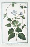 Pervinca vulgaris, latifolia, flore cæruleo – Vinca-pervinca – Pervenche. (Vinca minor or Periwinkle)