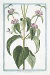 Phlomis Narbonensis, Hormini folio, flore purpurascente – Herba vneti Monspeliensibus.(Phlomis Taurica, Sage)