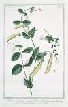 Pisum, hortense majus, flore fructuque albo – Pisello bianco – Pois. (Garden pea)