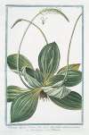 Plantago alpina, Veratri folio, spica alba, radice tuberosa, perenne – Piantaggine – Plaintain