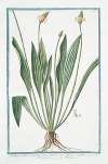 Plantago bulbosa, quimque nervia, latifolia, spica oblonga capillata – Piantaggine – Plantain