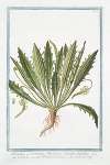Plantago, seu Coronopus Massiliensis, kirsutior, latifolius – Coronopo – Plantain découpé, ou la Corne de Cerf. (Buck’s-horn plantain)