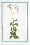 Plumbago flore albo. (Leadwort, skyflower)