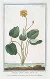Populago flore pleno – Calendola acquatica – Le Souci de Marais. (Marsh Marigold)