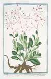 Portulaca racemosa foliis obovatis planiusculis, racemo simplici triquetro – Porcachia americana perenne – Pourpier. (potherb fameflower, waterleaf, Surinam purslane, Ceylon spinach,