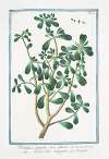 Portulaca, latifolia, sive lativa – Porcacchia maggiore – Pourpier. (Purslane, Moss Rose)