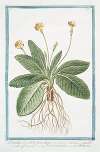 Primulaveris, pallido flore, elatior – Paralis officinarum – Fiori di primavera – Primevére