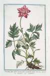 Pulsatilla foliis trifidis denlatis flore incarnato pleno – Pulsatilla – Coquelourde. (Pasque Flower. Wind Flower. Meadow Anemone. Passe Flower. Easter Flower)