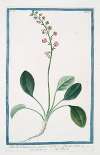 Pyrola. Rotundifolia, major – Pyrola – Pirola. (Canker lettuce, Shin-leaf, False wintergreen, Pear-leaf wintergreen)