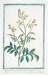 Raphanistrum Segetum, flore luteo, vel pallido – Rapistrum flore luteo, siliquà glabrà articulatà – Rafanistro. (Radish family)
