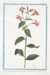 Rapuntium Americanum coccineo flore lineis albis eleganter picto