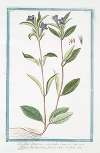 Ruellia strepens, capitulis comosis – Adhatoda Carolina, pilosa, calyce barbato. (Wild petunia)