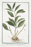Ruscus latifolius fructu folio innascente – Lauro Alessandrino – Laurier alexandrin
