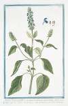 Salvia Hispanica, foliis ovatis, petiolis utrinque mucronatis; species imbricatis, calycibus trisidis – Chia Americana. (Chia Sage)