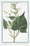 Salvia Montana, maxima, foliis, Hormini, flore flavescente – Horminum luteum, flutinosum – Orvala – Collo di Giove. (Sage from Montana)