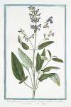 Salvia, foliis auritis, et non auritis, floribus violaceis – Salvia – Sauge. (Common Sage)