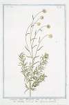 Santolina, foliis Rosmarini folio – Santolina verde – Petit Ciprés ou Garderibe.(Holy flax; Rosemary leaved lavender cotton)