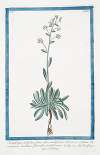 Saxifraga sedifolia, flore albo, multiflora – Sedum Pyrenaicum, serratum, flore albo, muttiflorum – Sassifragia – Sassifrage. (Rockfoil)