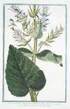 Sclarea vulgaris lanuginosa amplissimo folio – Sclara maggiore – Toute-bonne. (Common Sage)