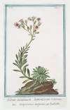 Sedum montanum tomentosum – Semprevivo montano – Toubarbe. (Mountain house-leek)