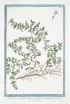 Serpillum vulgare, maius, flore purpureo – Serpillo. (Wild Thyme)