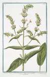 Sideritis- Montis Libani, floribus e luteo candicantibus – Siderite maff. – Crapaudine. (Mountain tea)