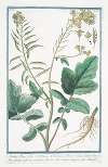 Sinapi Rapi folio – Sinapi Siliqua latuscula, glabra, semine rufo, sive vulgare – Senepa maggiore – Moutarde. (Mustard)
