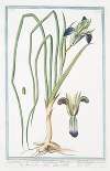 Sisryrinchium – Irisbulbosa Hort. – Hermodactylus – Ermodattilo, o fiore della vedoua – Iris. (Blue eyed grass)