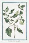 Solanum Officinarum acinis nigricantibus – Solatro volgare – Morelle