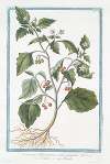 Solanum Officinarum, acinis puniceis – Solatro – Morelle